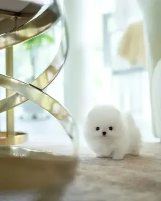 French bulldog and Pomeranian