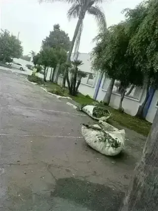 CANALEZ GARDENING SERVICES