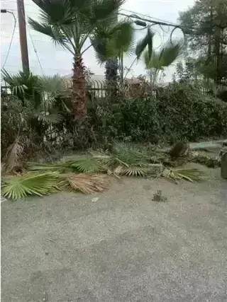 CANALEZ GARDENING SERVICES
