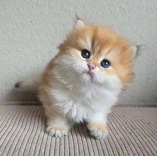 Persian kittens for sale