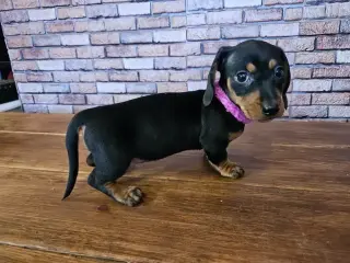 Miniature dachshund