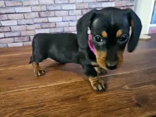 Miniature dachshund