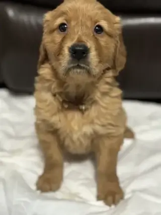 3 Precioso golden retriever