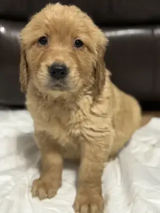3 Precioso golden retriever