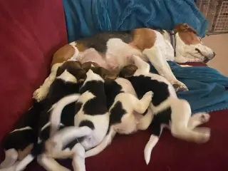 Cachorros Beagle disponibles