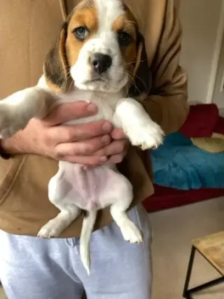 Cachorros Beagle disponibles