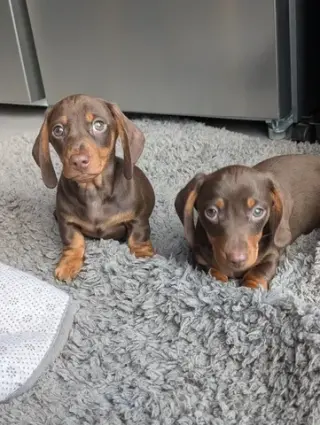 Cachorros de teckel estándar