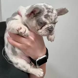French bulldog and Pomeranian