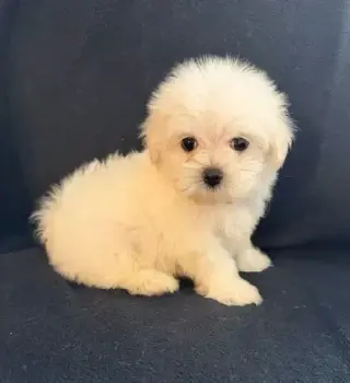 🐶PERRITOS MALTES