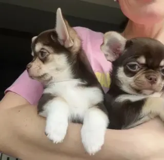 Cachorros Chihuahua