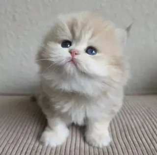 Gatito Persian disponible