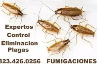 FUMIGADOR TERMITA - PLAGA 24/7