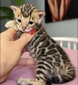 Bengalí disponible