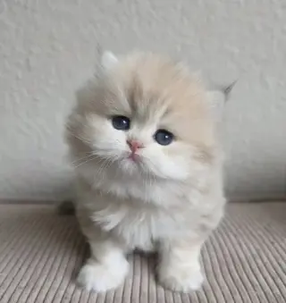 Gatito Persian  disponible