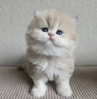 Gatito Persian  disponible