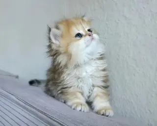 Persian kittens for sale