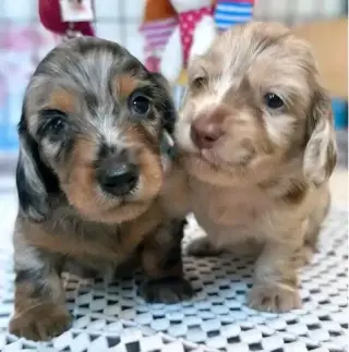 Dashund Puppies For Adoption