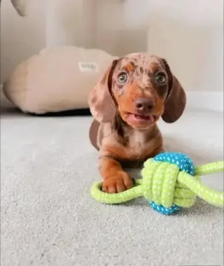 Dashund Puppies For Adoption