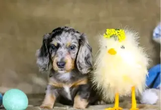 Dashund Puppies For Adoption