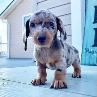 Dashund Puppies For Adoption