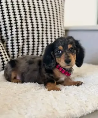 Dashund Puppies For Adoption