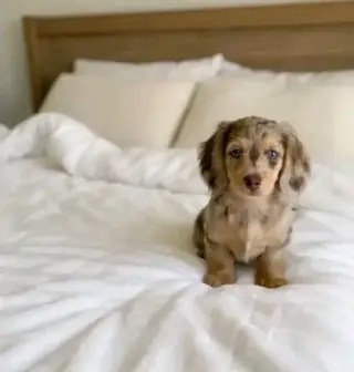 Dashund Puppies For Adoption