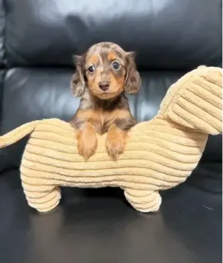 Dashund Puppies For Adoption