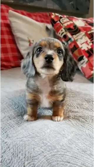 Dashund Puppies For Adoption