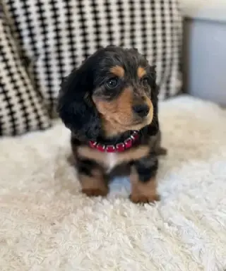 Dashund Puppies For Adoption