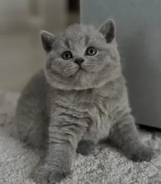Grey British Shorthair