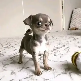 puppies available