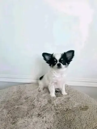 puppies available