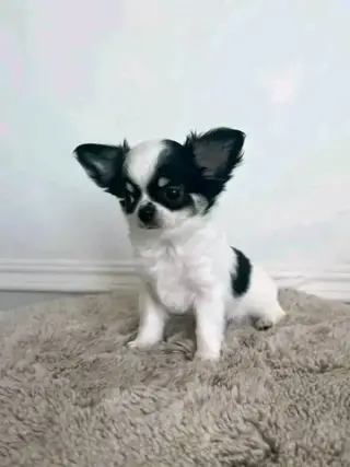 puppies available