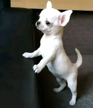 puppies available