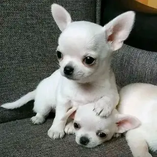 puppies available