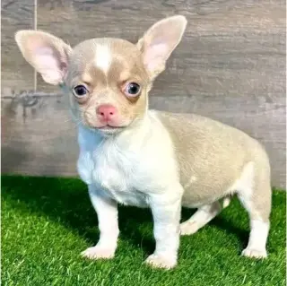 puppies available