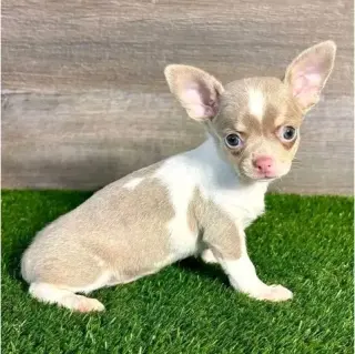 puppies available