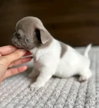 puppies available