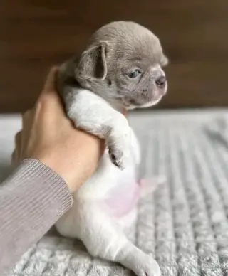 puppies available