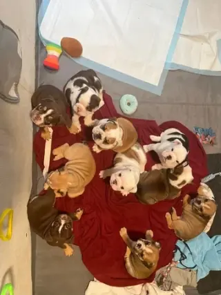 Cachorros bulldogs ingles