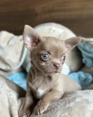 Chihuahua puppies