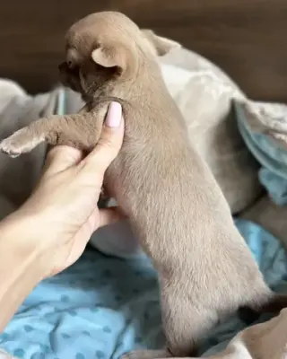 Chihuahua puppies