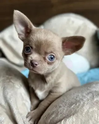 Chihuahua puppies