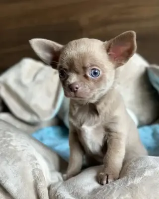 Chihuahua puppies