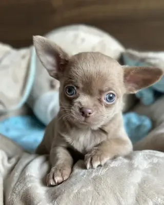 Chihuahua puppies