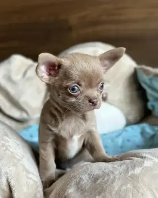 Chihuahua puppies