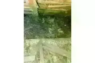 PEST CONTROL