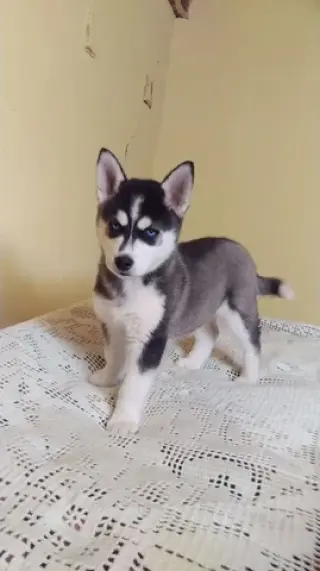 Siberian Manual Puppies