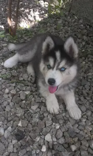 Siberian Manual Puppies