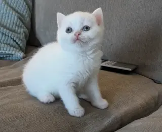 British shorthair for sale